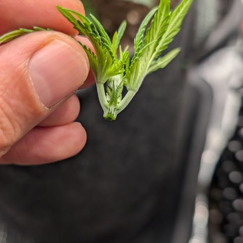 Lemon growlog timeline photo