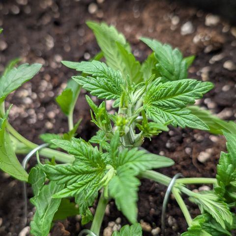 Lemon growlog timeline photo