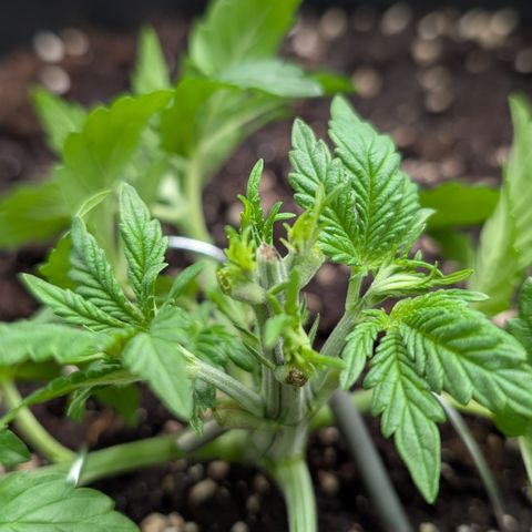 Lemon growlog timeline photo