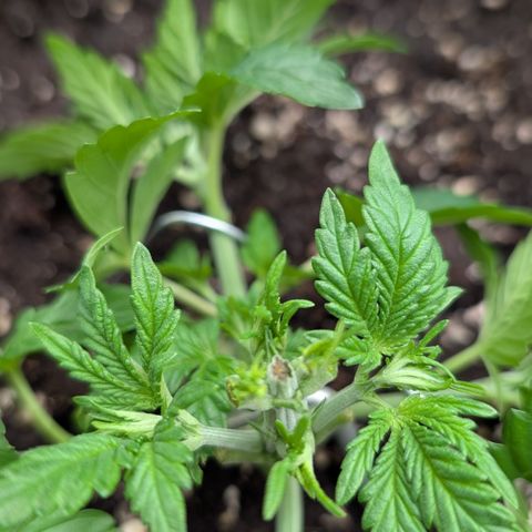 Lemon growlog timeline photo