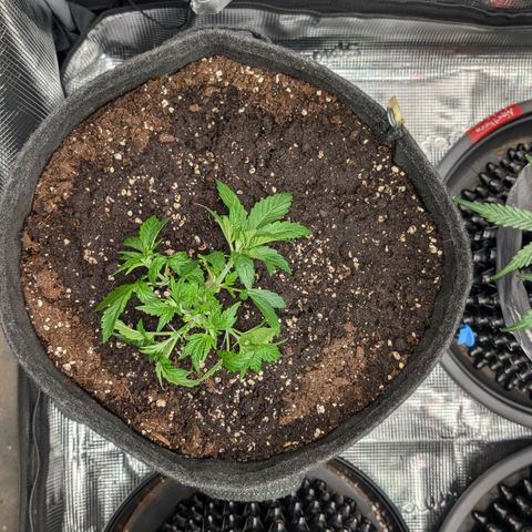 Lemon growlog timeline photo