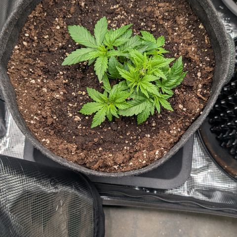 Lemon growlog timeline photo