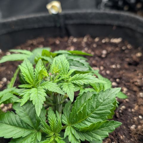 Lemon growlog timeline photo