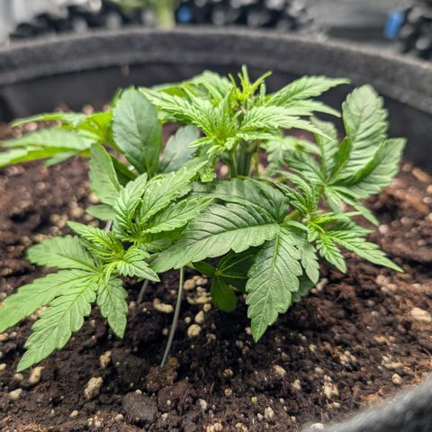 Lemon growlog timeline photo