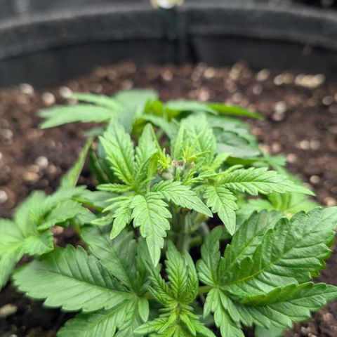 Lemon growlog timeline photo