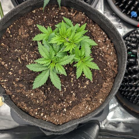 Lemon growlog timeline photo
