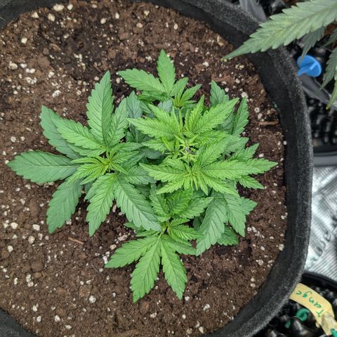 Lemon growlog timeline photo