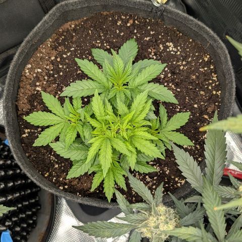 Lemon growlog timeline photo