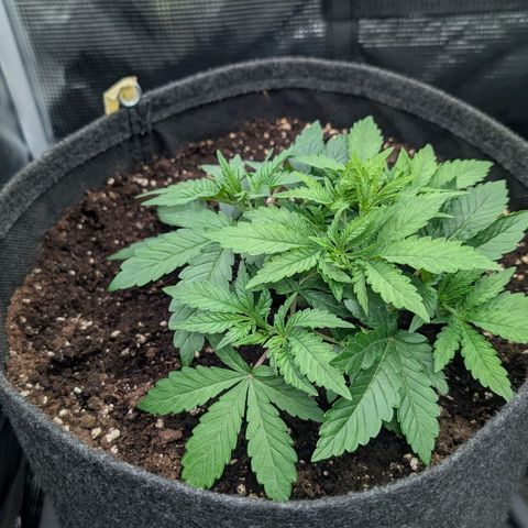 Lemon growlog timeline photo