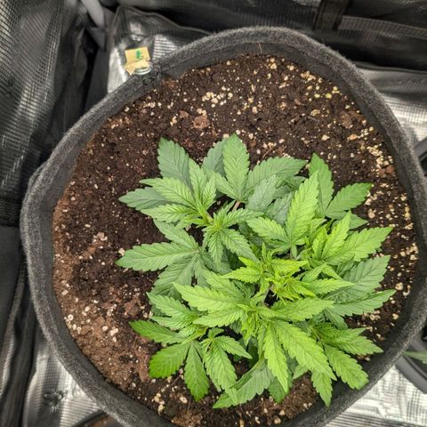 Lemon growlog timeline photo