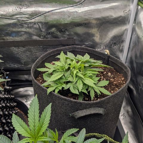 Lemon growlog timeline photo