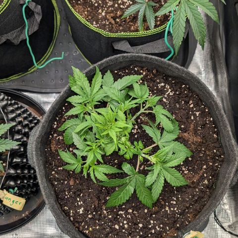 Lemon growlog timeline photo