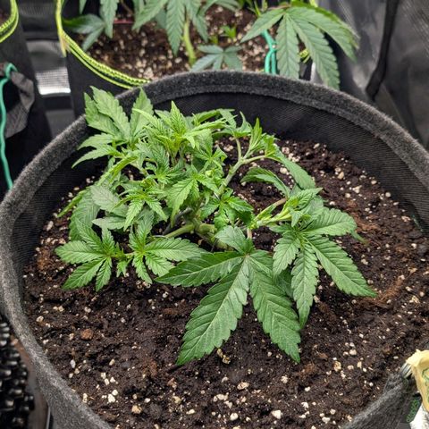 Lemon growlog timeline photo