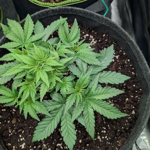 Lemon growlog timeline photo