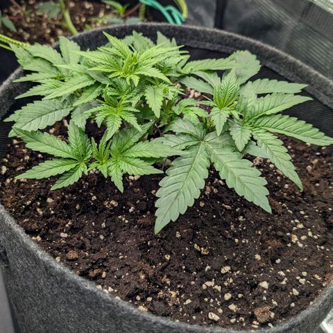 Lemon growlog timeline photo