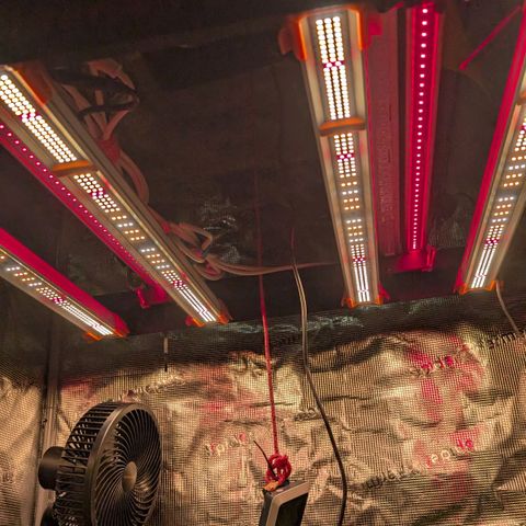 Lemon growlog timeline photo