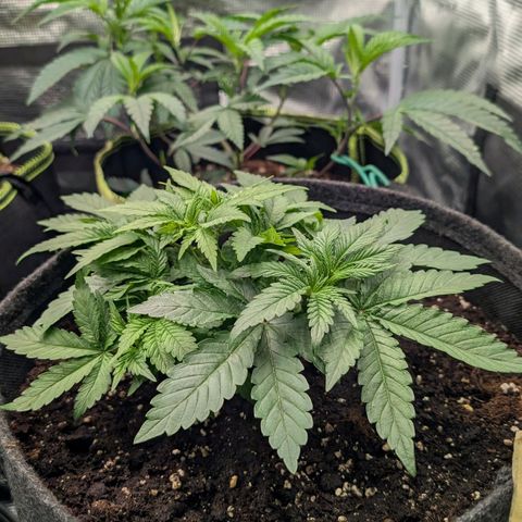 Lemon growlog timeline photo