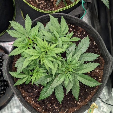 Lemon growlog timeline photo