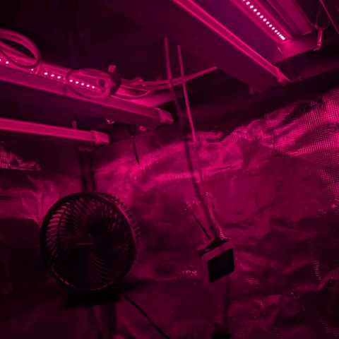 Lemon growlog timeline photo