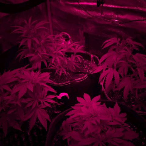 Lemon growlog timeline photo