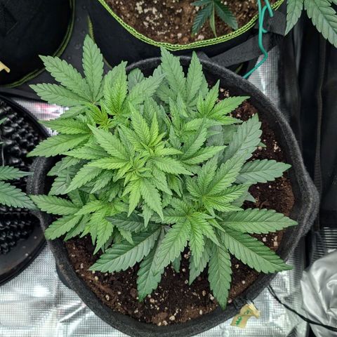 Lemon growlog timeline photo