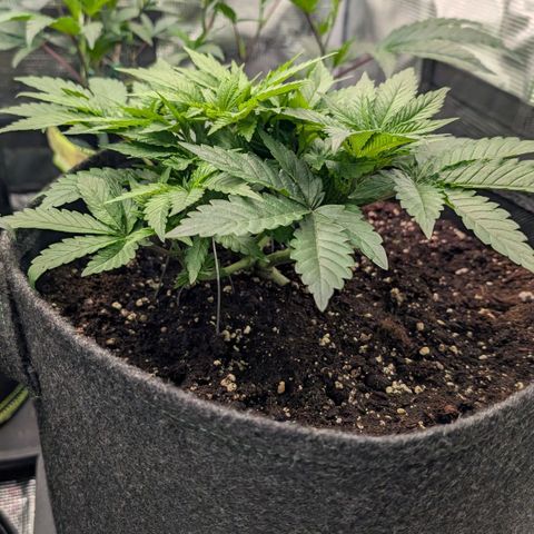 Lemon growlog timeline photo