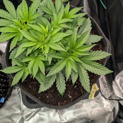 Lemon growlog timeline photo