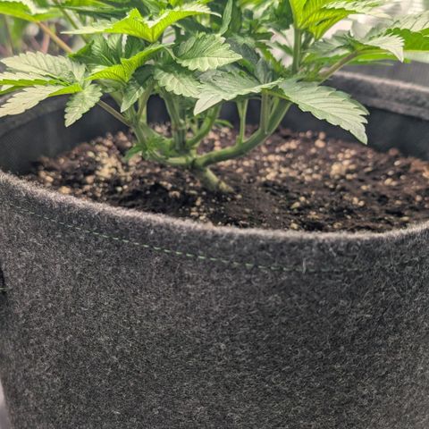 Lemon growlog timeline photo