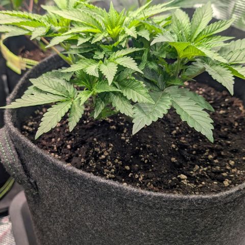 Lemon growlog timeline photo