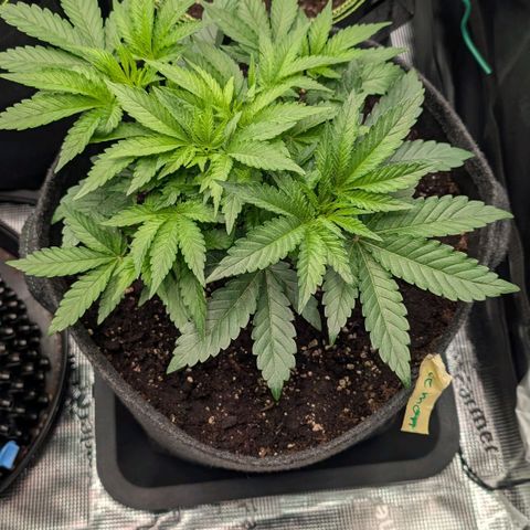 Lemon growlog timeline photo