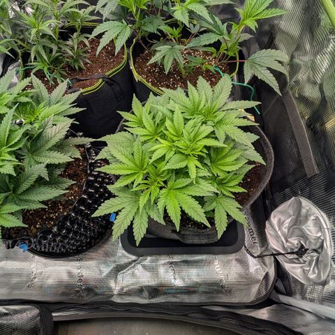 Lemon growlog timeline photo