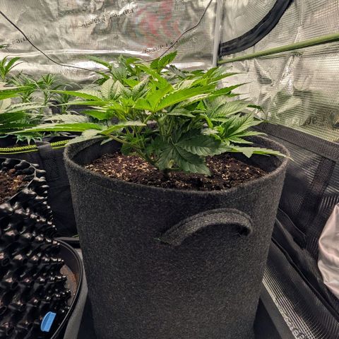 Lemon growlog timeline photo