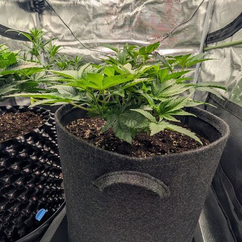 Lemon growlog timeline photo
