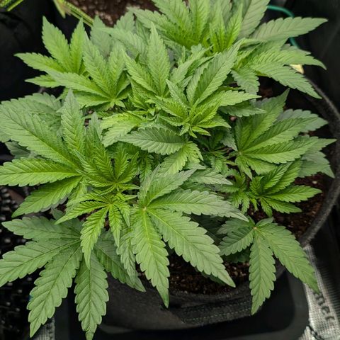 Lemon growlog timeline photo