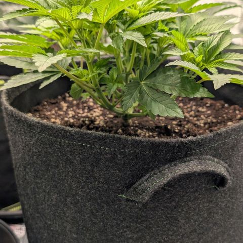 Lemon growlog timeline photo