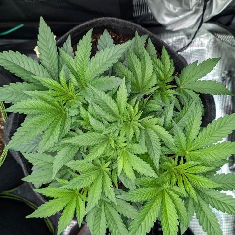 Lemon growlog timeline photo