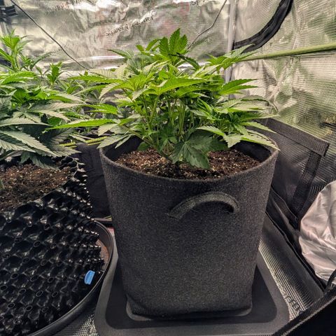 Lemon growlog timeline photo