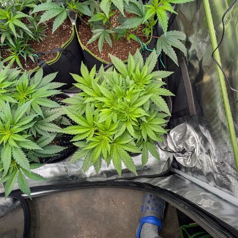 Lemon growlog timeline photo