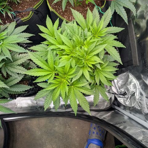 Lemon growlog timeline photo