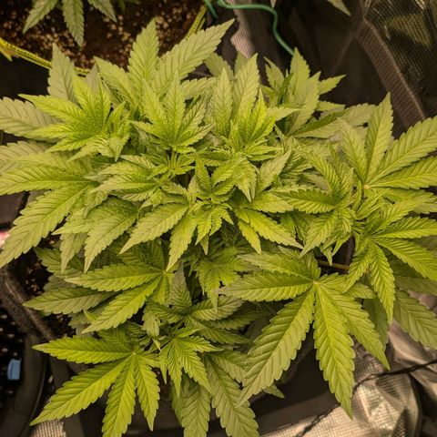 Lemon growlog timeline photo