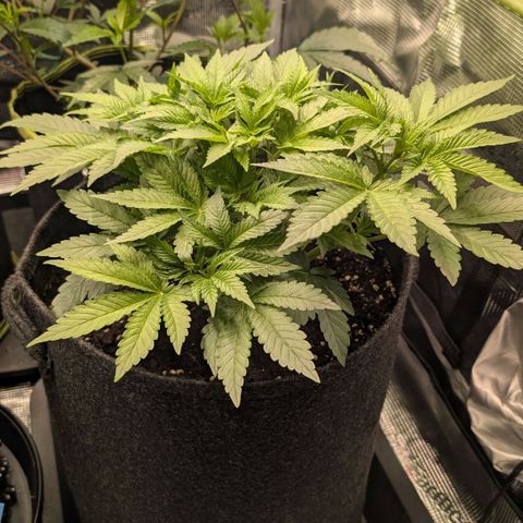 Lemon growlog timeline photo