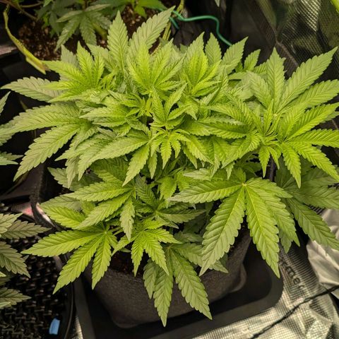 Lemon growlog timeline photo