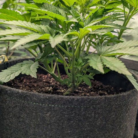 Lemon growlog timeline photo