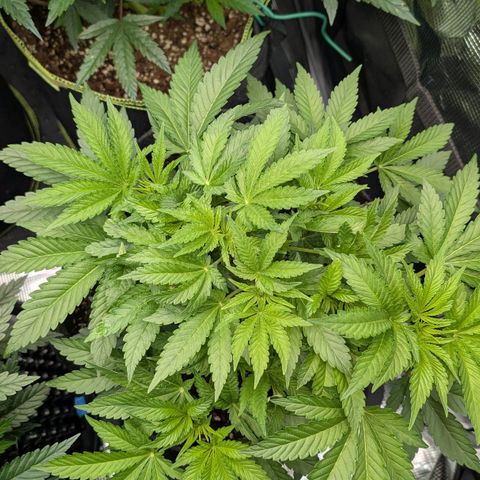 Lemon growlog timeline photo