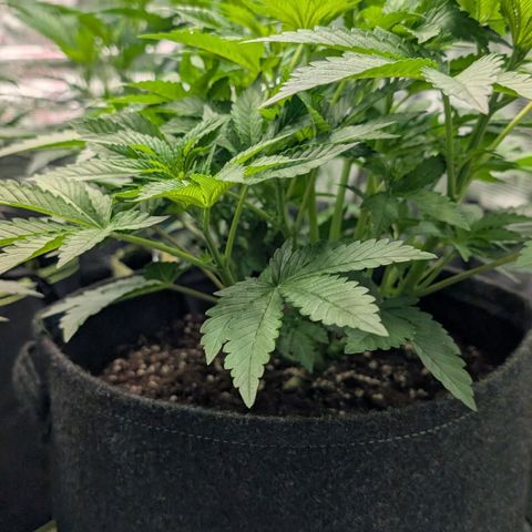 Lemon growlog timeline photo