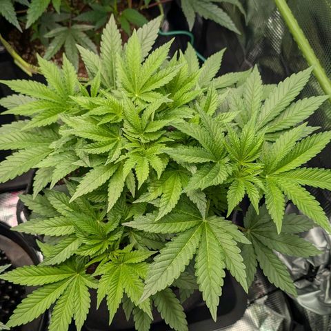 Lemon growlog timeline photo