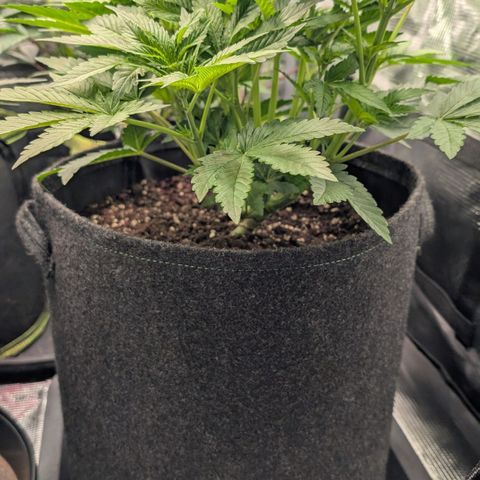 Lemon growlog timeline photo