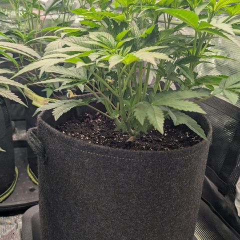 Lemon growlog timeline photo