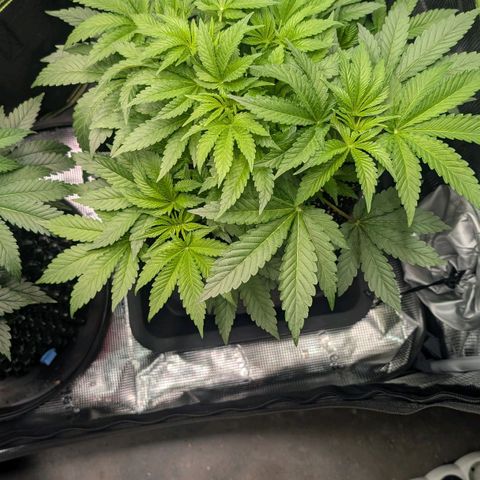 Lemon growlog timeline photo