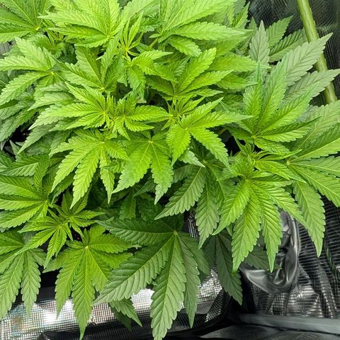 Lemon growlog timeline photo